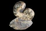Unusual, Scaphites Ammonite Fossil in Rock - Kansas #93747-2